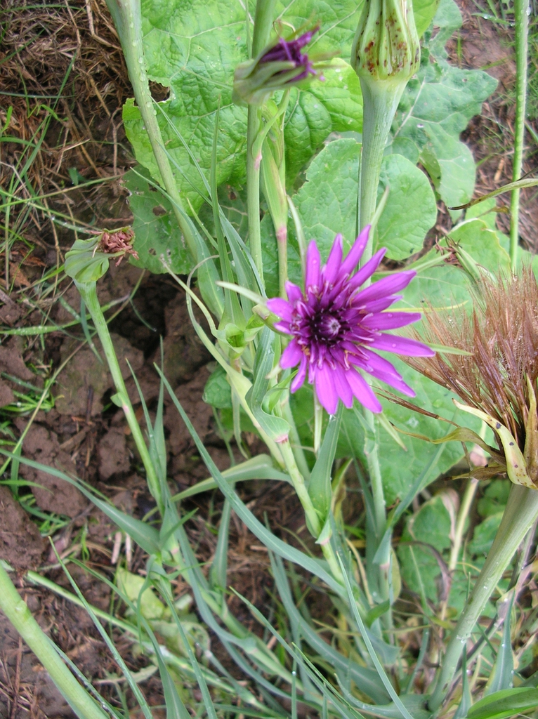 Tragopogon porrifolius