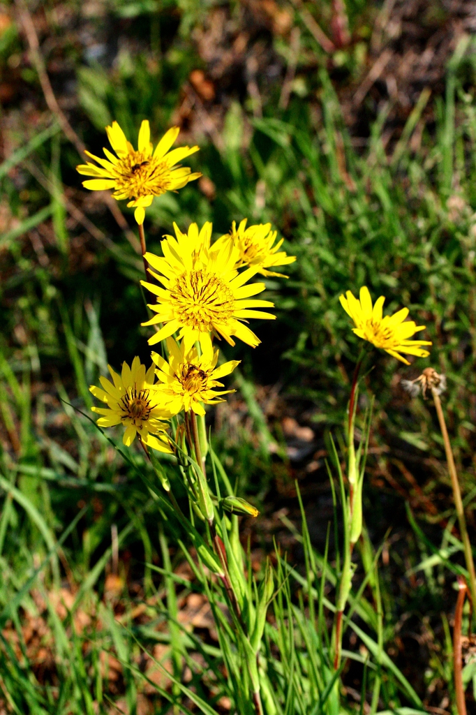 Tragopogon pratensis