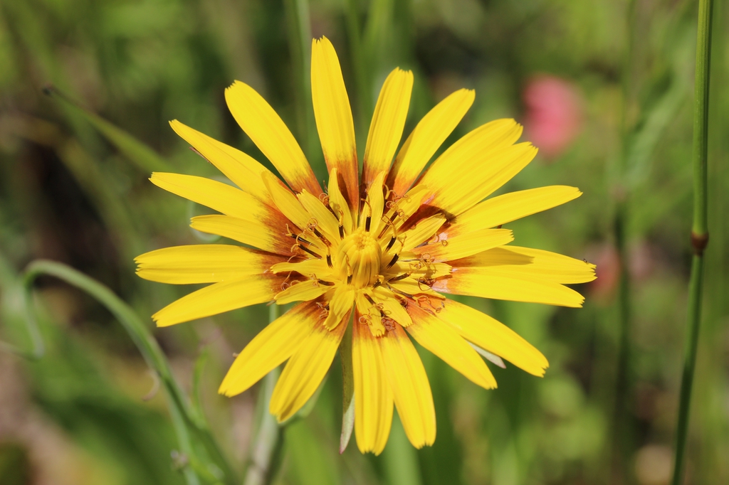 Tragopogon pratensis