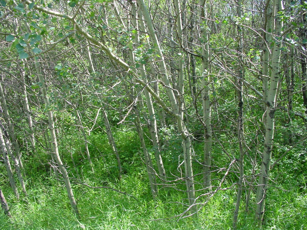 Form