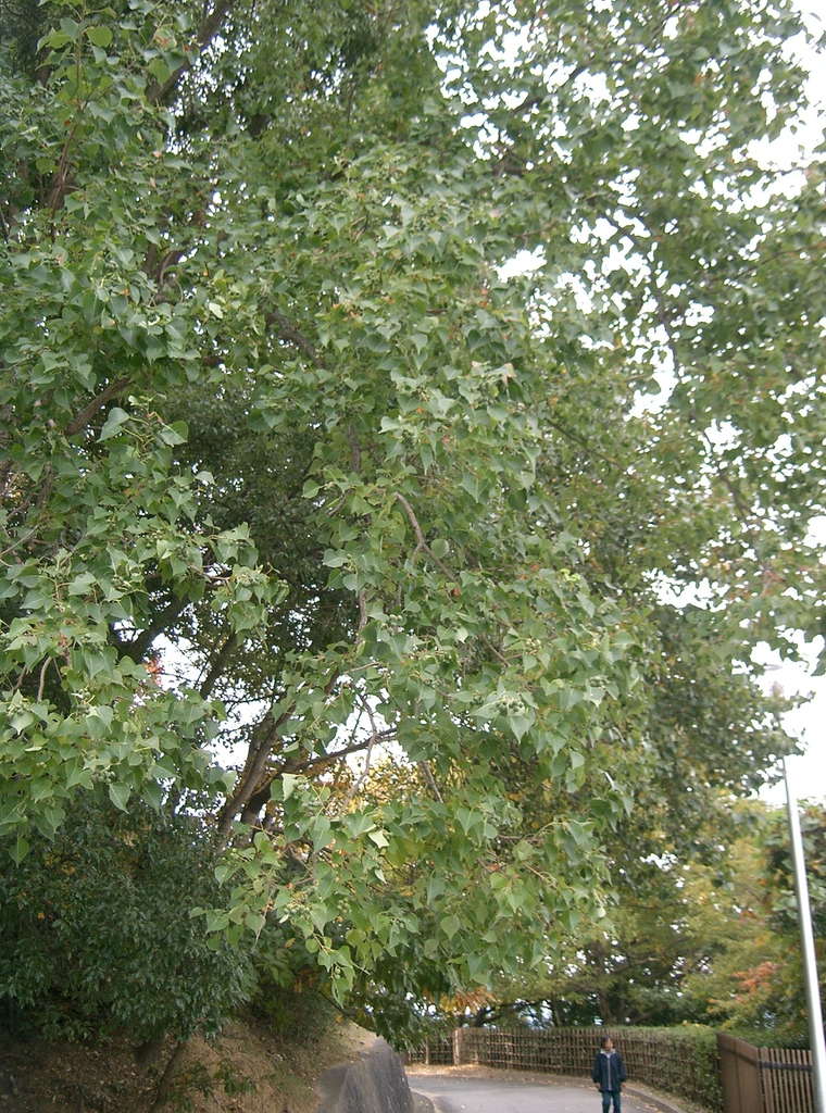 Triadica sebifera