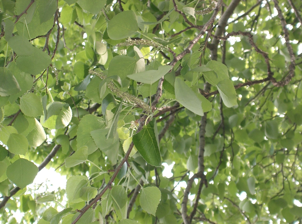 Triadica sebifera