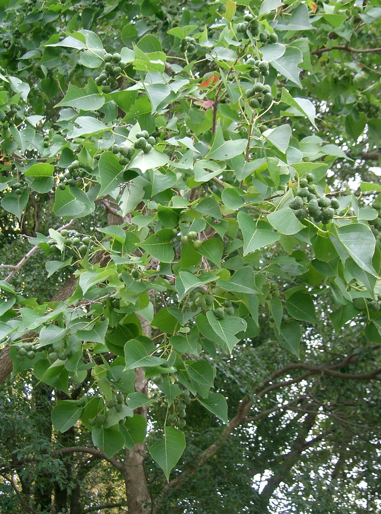Triadica sebifera