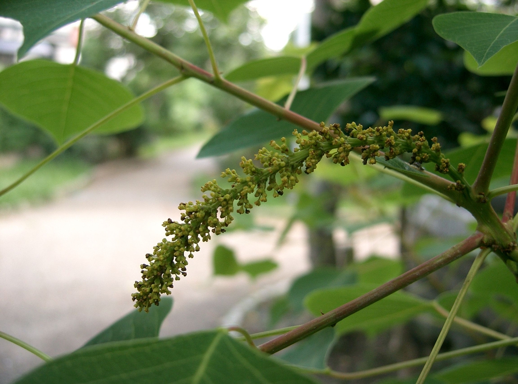 Triadica sebifera