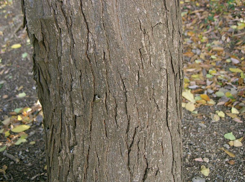 Triadica sebifera