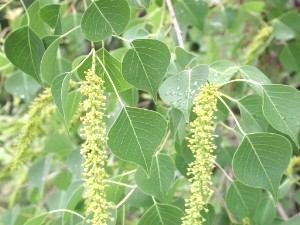 Triadica sebifera
