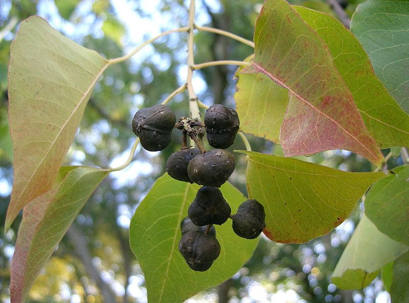 Triadica sebifera