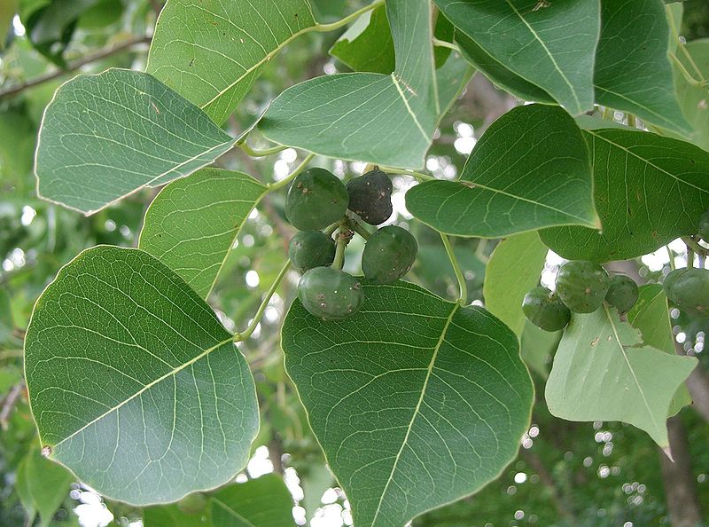 Triadica sebifera