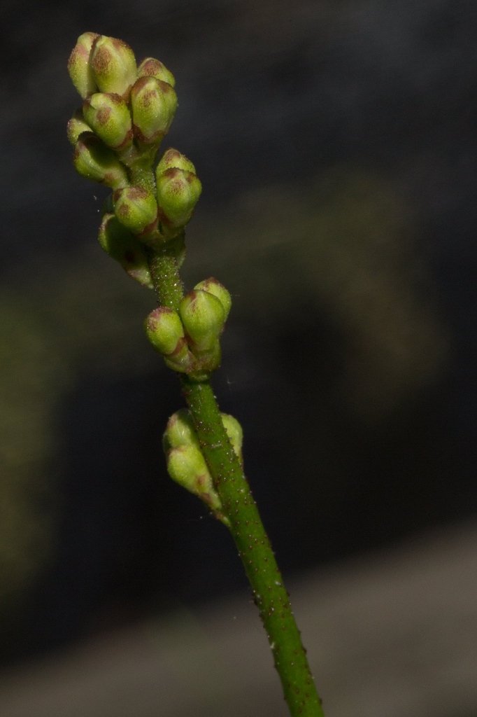Triantha racemosa