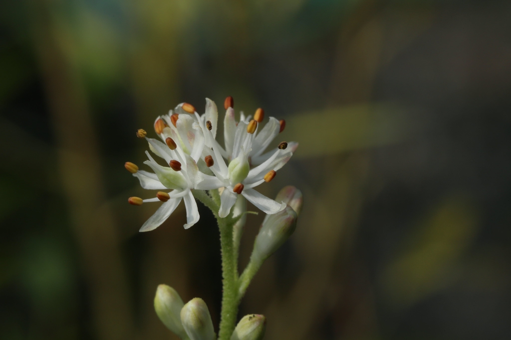 Triantha racemosa
