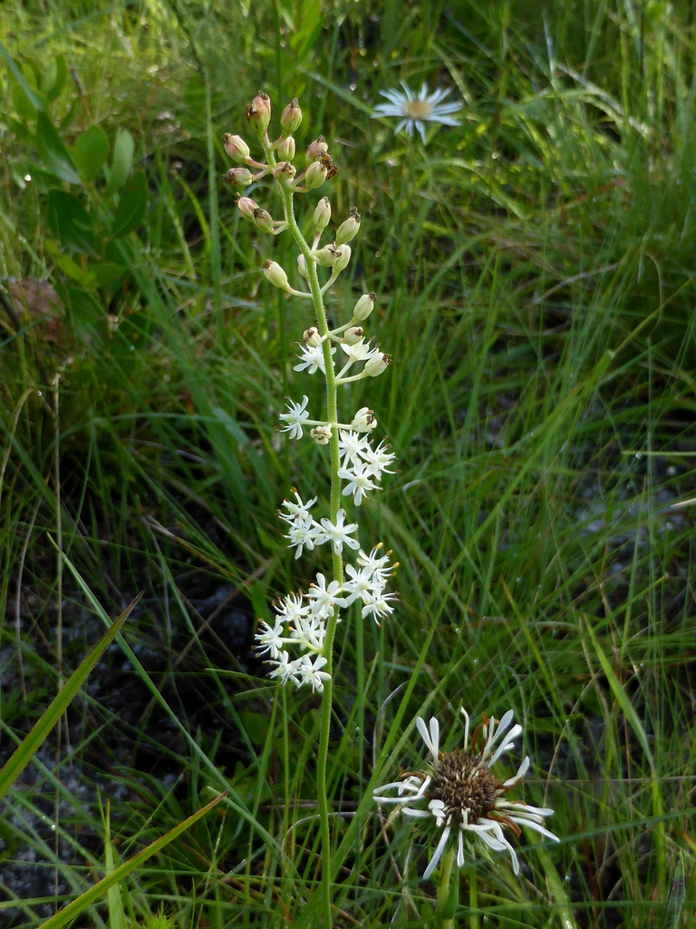 Triantha racemosa