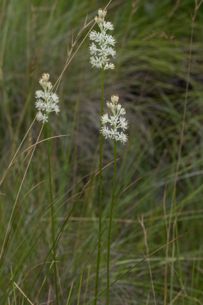 Triantha racemosa
