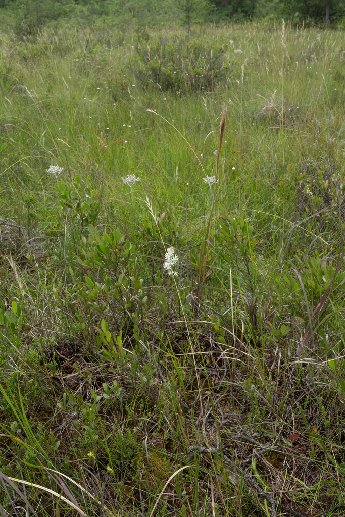 Triantha racemosa