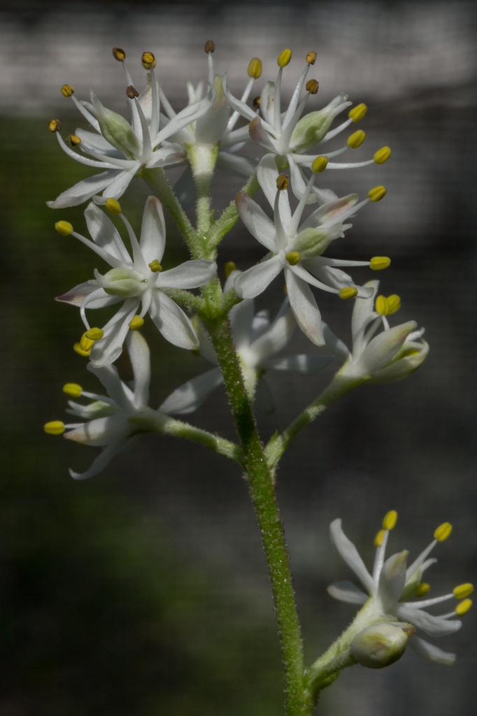 Triantha racemosa