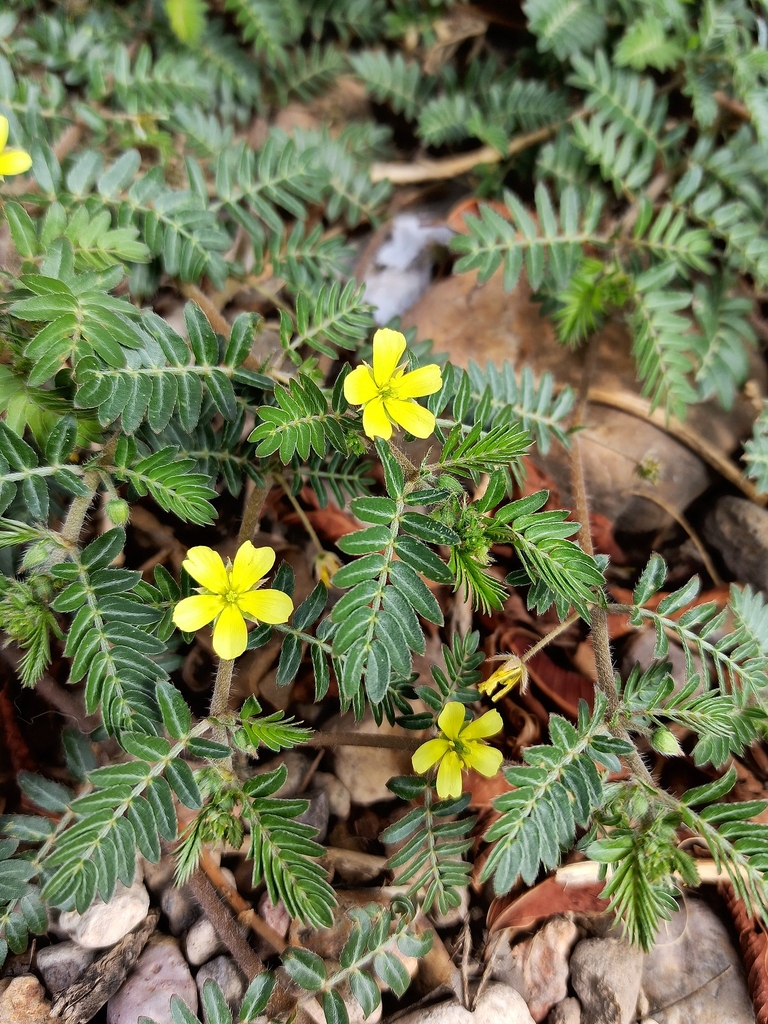 Leaves and flowers