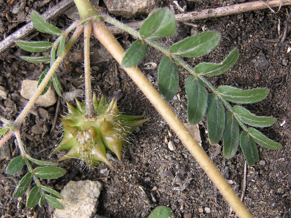 Hairy stem, leaves and fruit