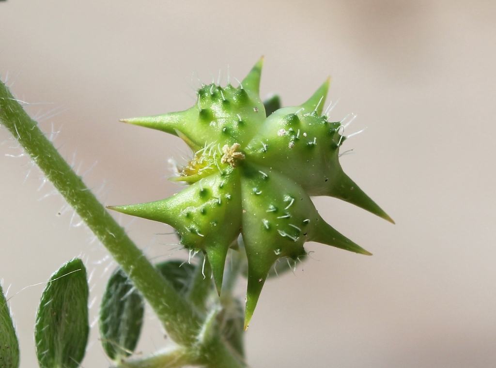 Immature fruit