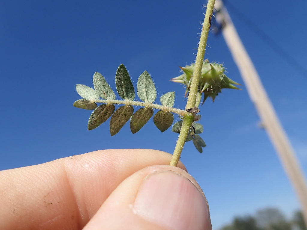 Back of leaves and stem