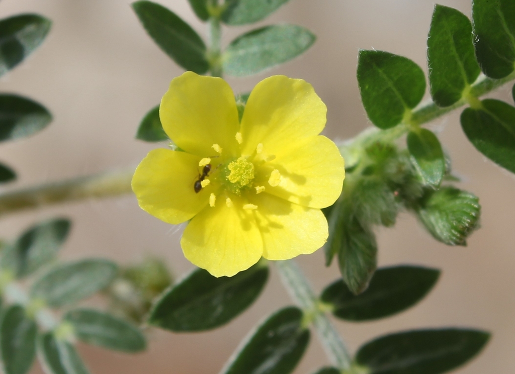 Flower detail