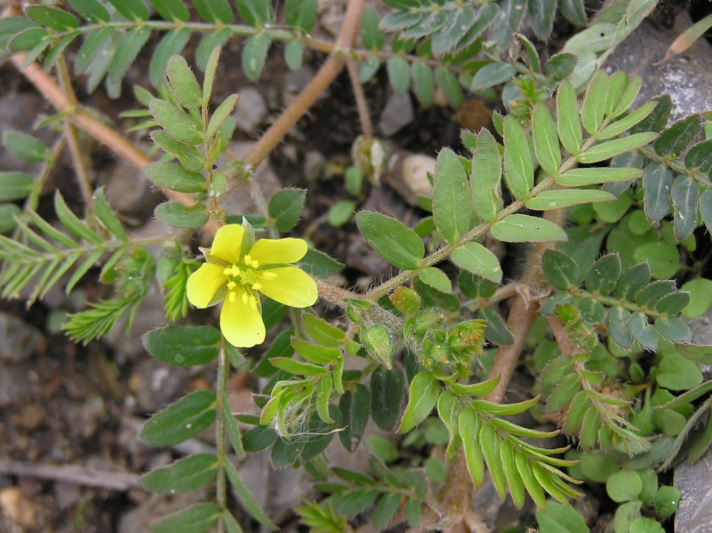 Compound leaves