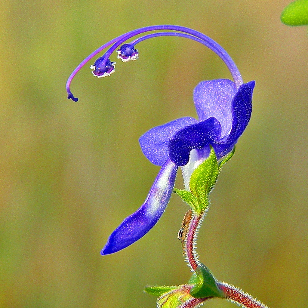 Trichostema dichotomum