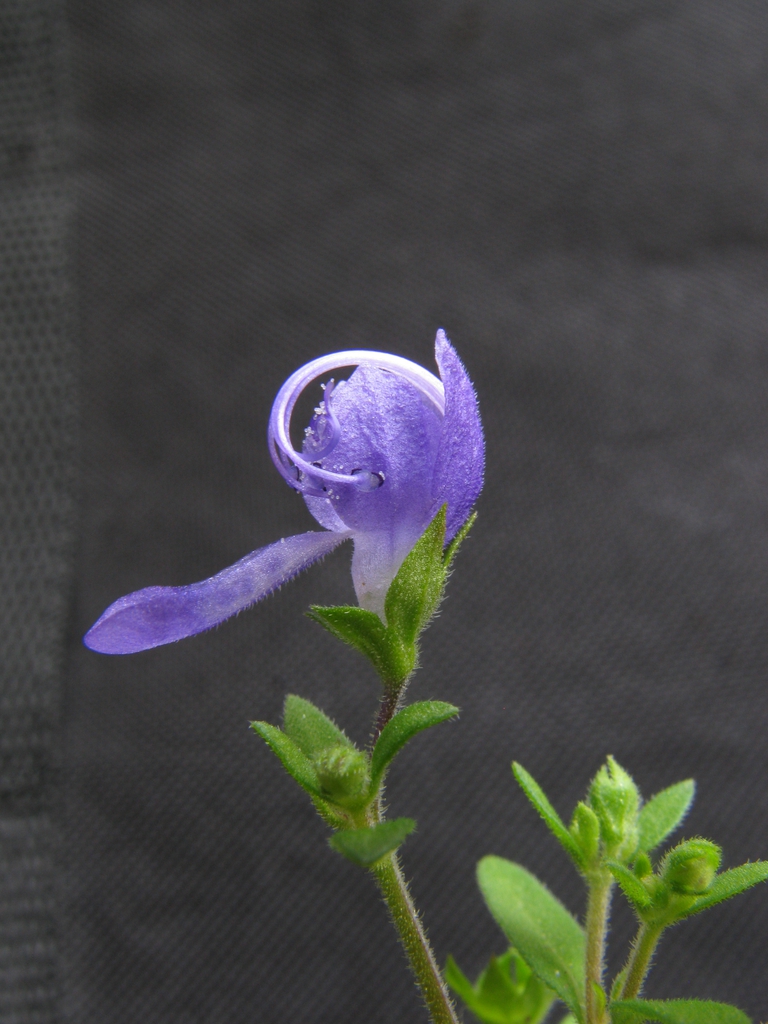 Trichostema dichotomum