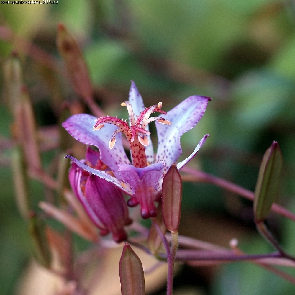 Tricyrtis formosana
