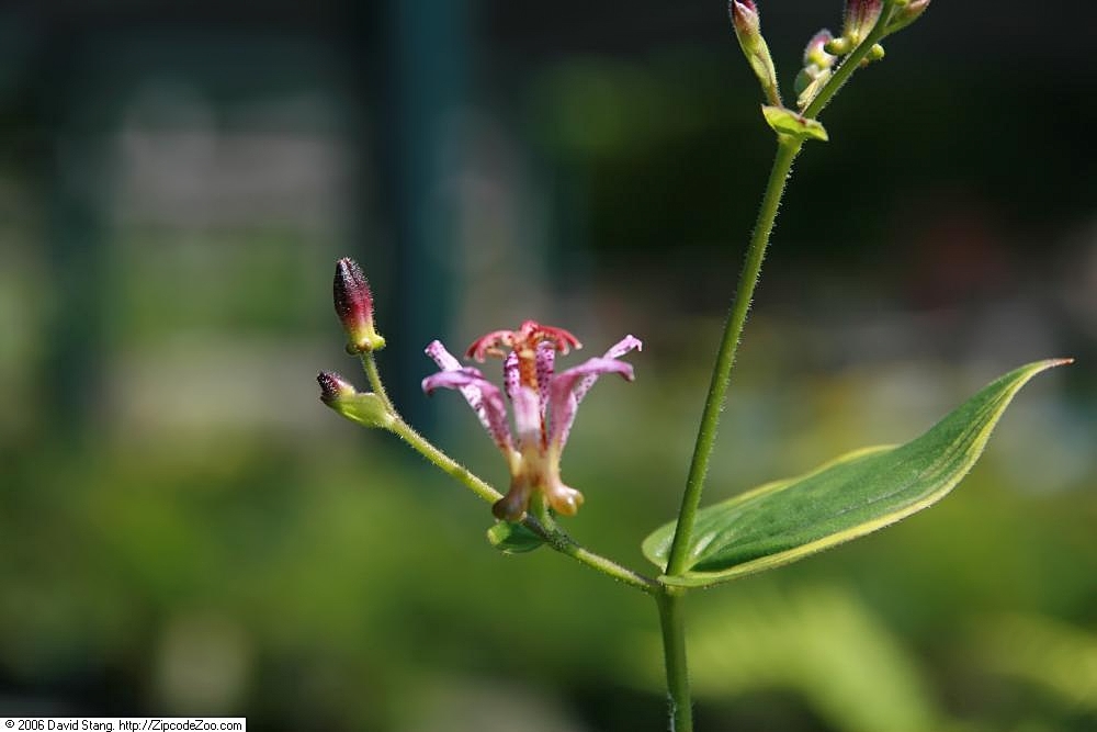 Tricyrtis formosana