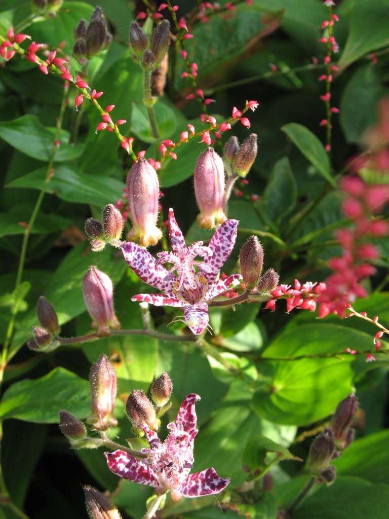Tricyrtis formosana