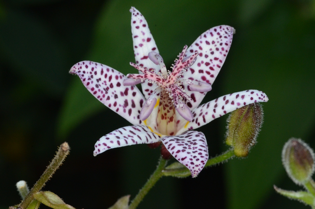 Tricyrtis formosana x hirta