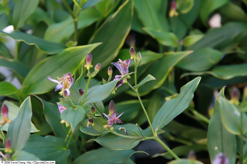 Tricyrtis formosana