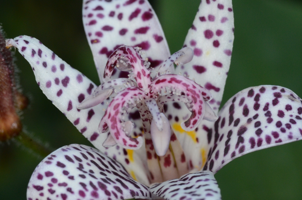 Tricyrtis formosana x hirta