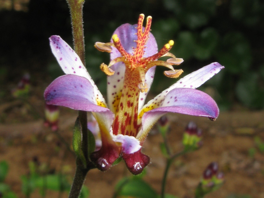 Tricyrtis formosana