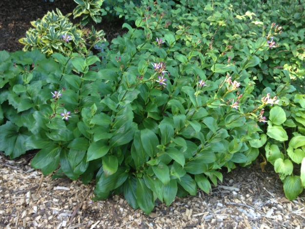 Tricyrtis lasiocarpa