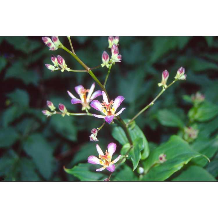 Tricyrtis lasiocarpa