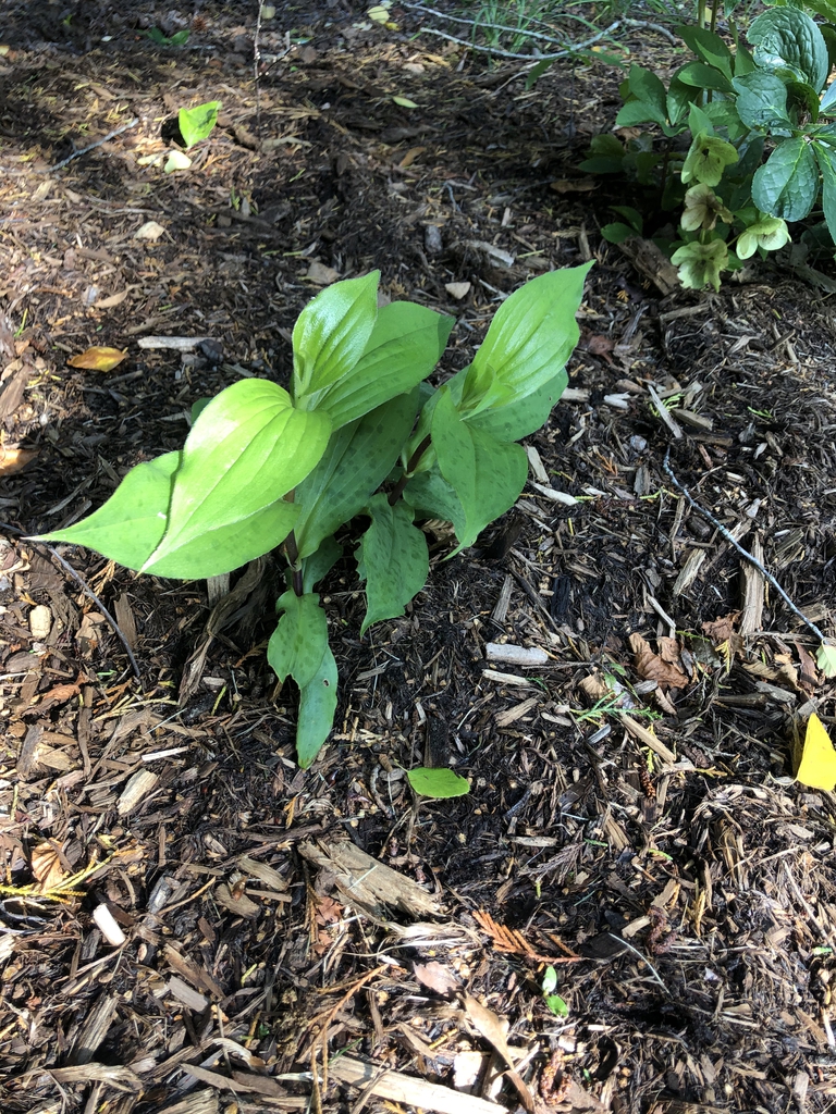 Tricyrtis lasiocarpa