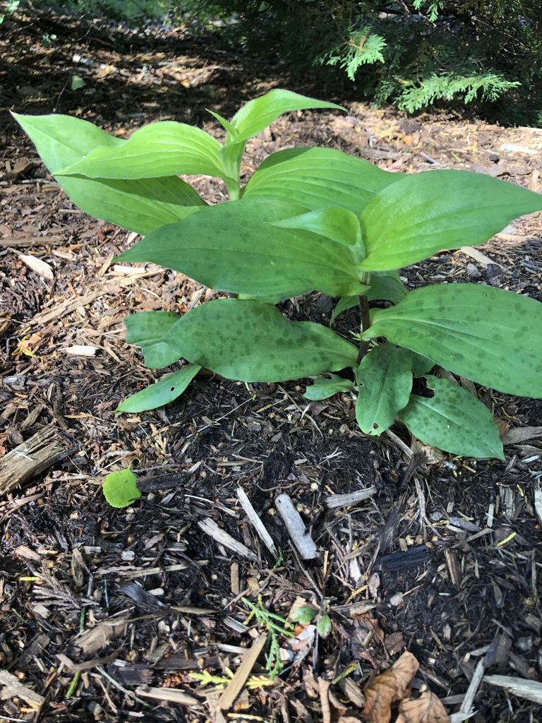 Tricyrtis lasiocarpa