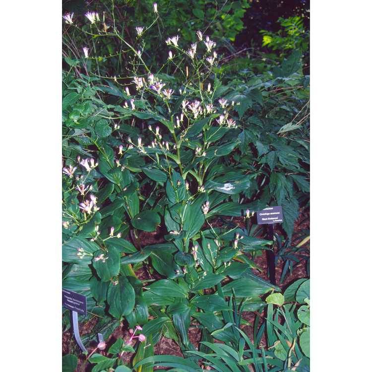 Tricyrtis lasiocarpa