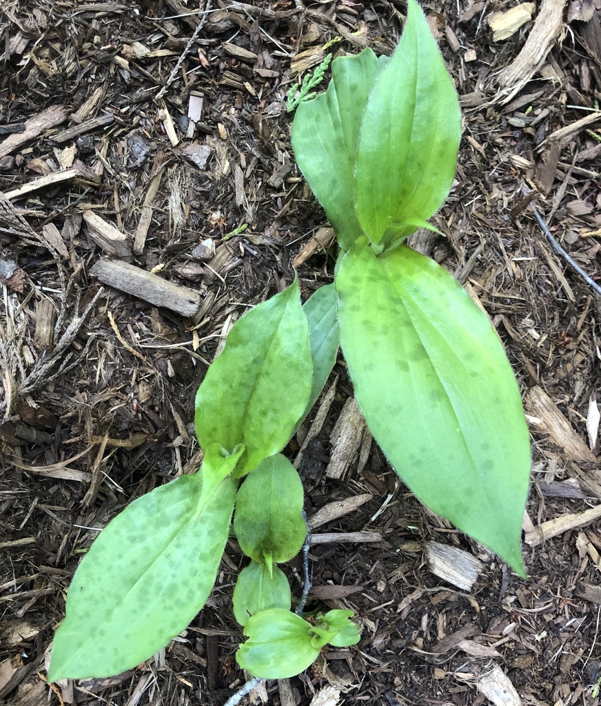 Tricyrtis formosana