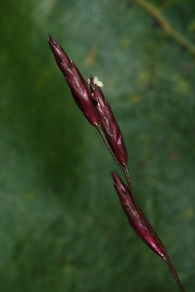 Purplish spikelets (Monroe County, NY)-Early Fall