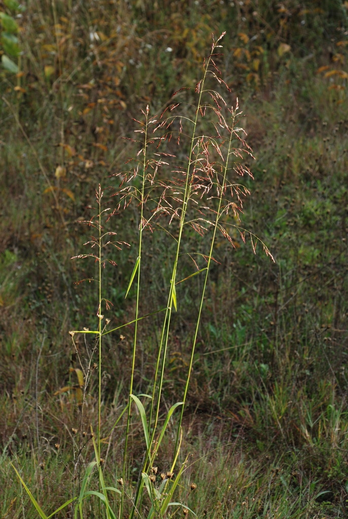 Panicles of spikelets (Monroe County, NY)-Early Fall