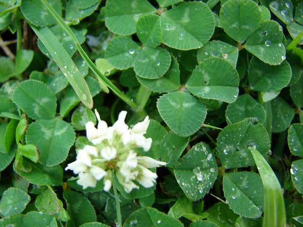 Trifolium repens