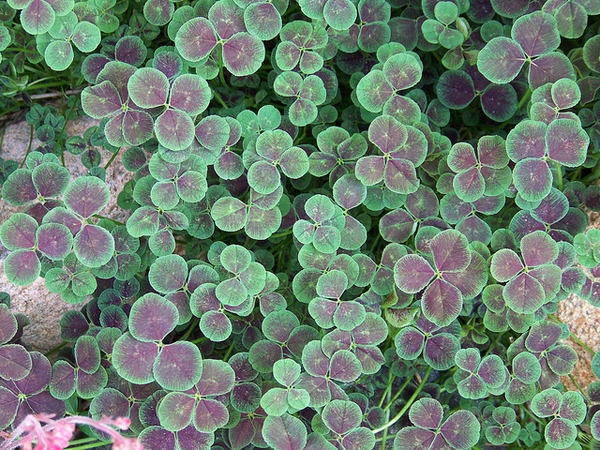 Trifolium repens
