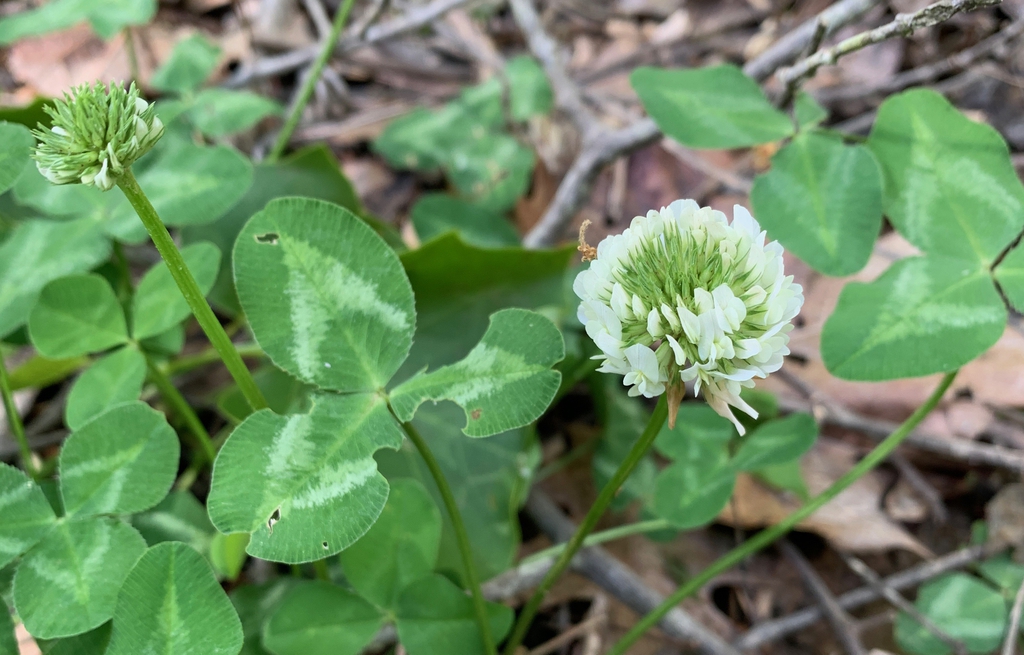 flowers, Union County, NC