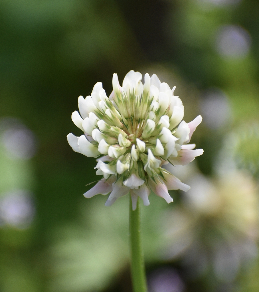 Flower Closeup - Early Spring - Warren Co., NC