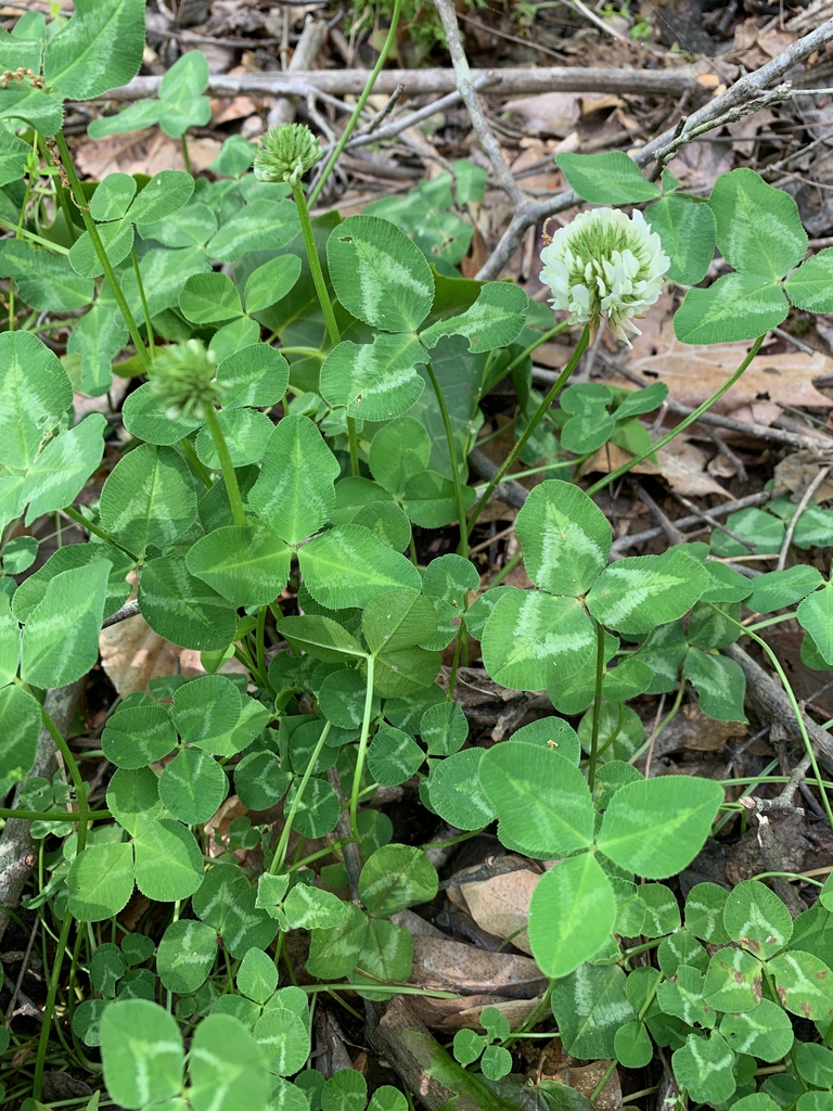 leaves, Union County, NC