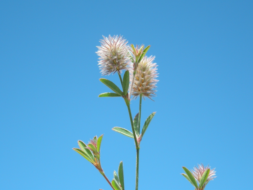 Trifolium arvense