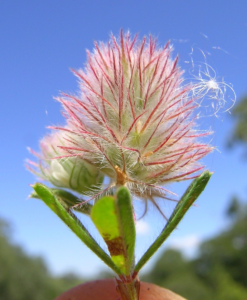 Trifolium arvense
