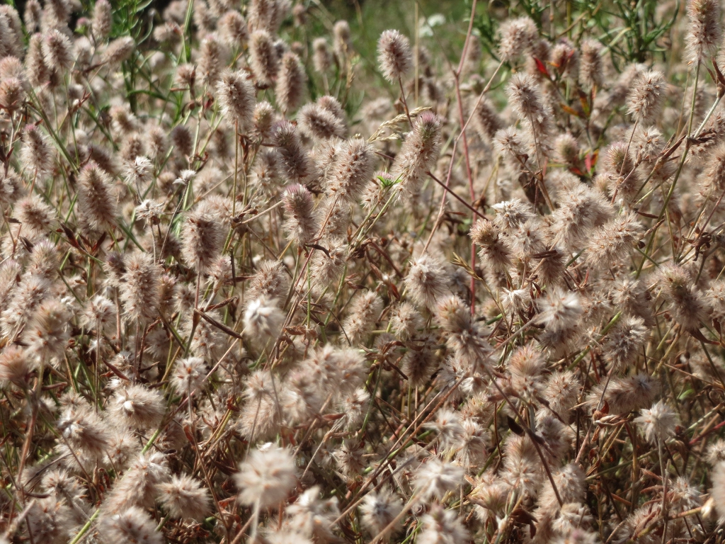 Trifolium arvense