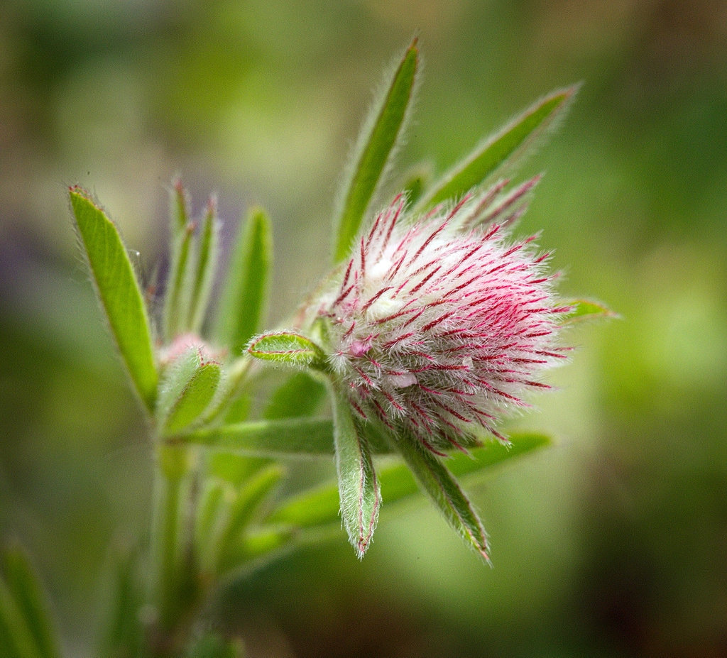 Trifolium arvense